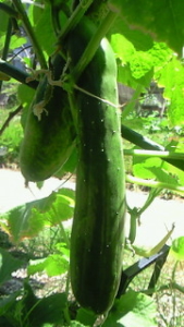 Thumbnail of post image 161