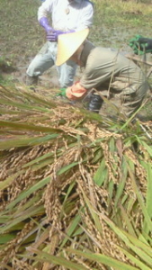 Thumbnail of post image 118