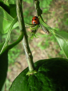 Thumbnail of post image 176